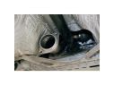 DOWNPIPE+ CATALIZZ. DIAM.143MM SUPERSPRINT AUDI TT RS QUATTRO COUPÈ 2.5 TFSI 340HP 2009-2015 IMPIANTO 80MM CON VALVOLA